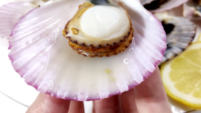 놓치면 후회! ✨ 국산 왕가리비 초특가 득템 후기 🤩